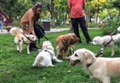 صدای پارس سگها جای "صدای خنده کودکان" در پارکها را گرفتهاند!