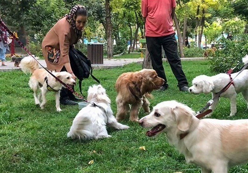 سگ گردانی