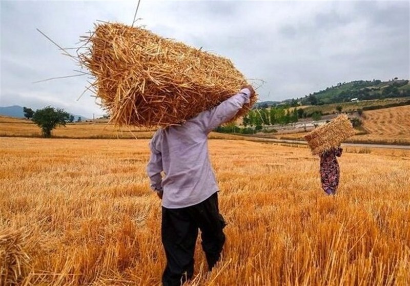 گندمکاران