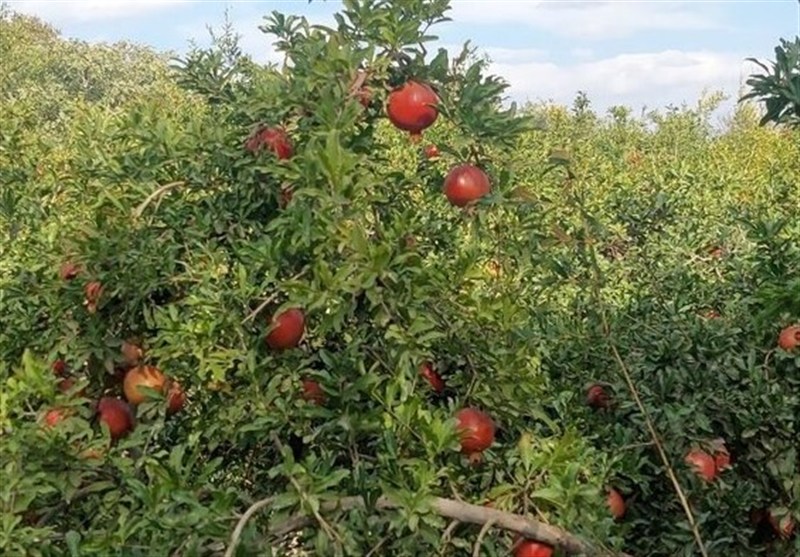 باغات انار