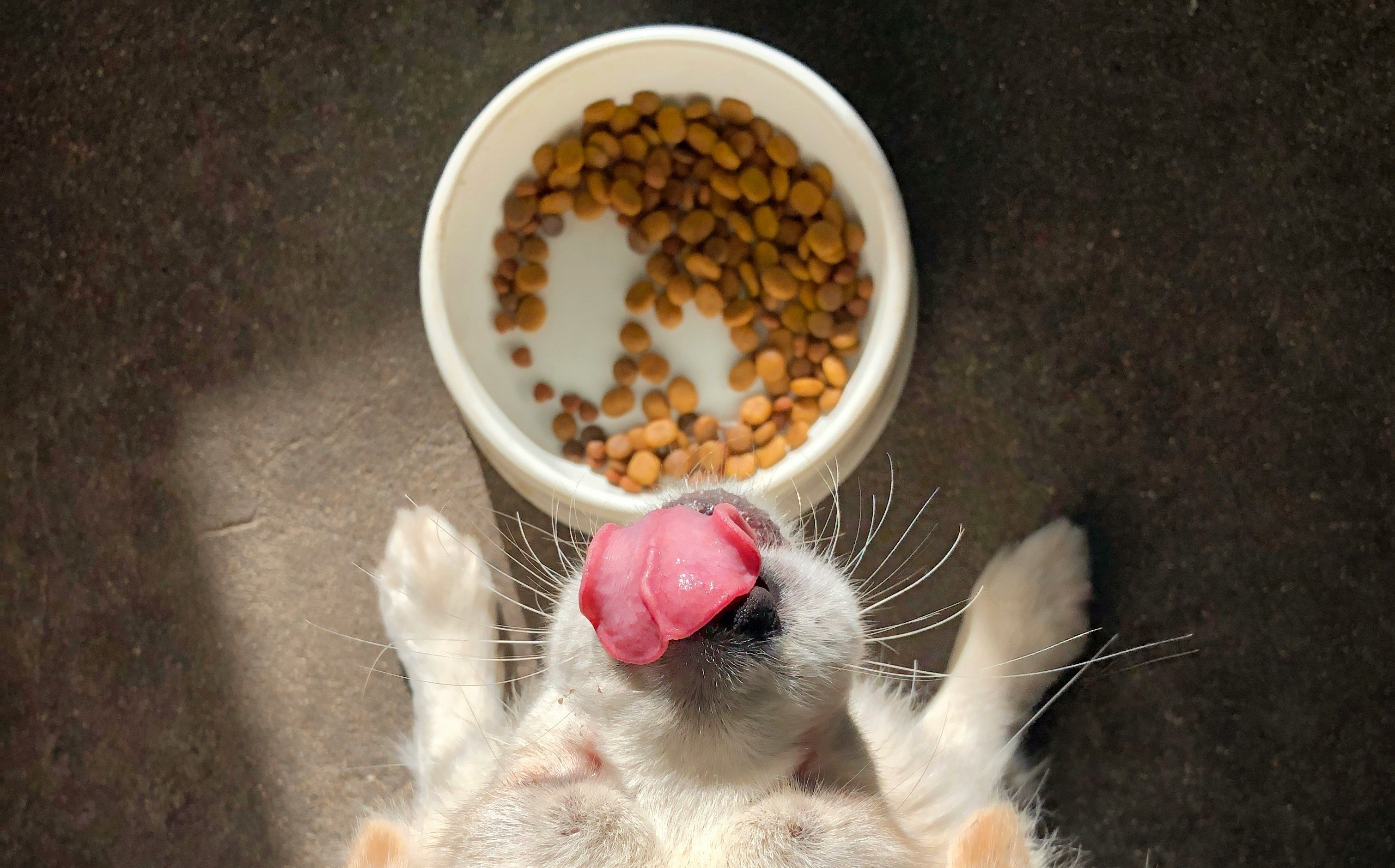 غذای سگ