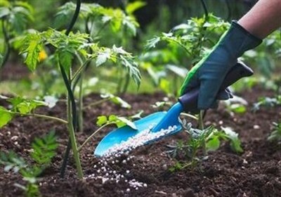 افزایش 11 برابری قیمت کود شیمیایی از تیر سال گذشته!